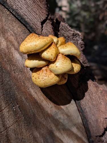 iNaturalist observation photo of Golden Pholiota