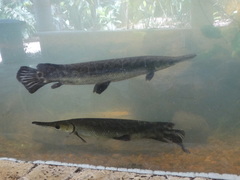 Atractosteus tropicus