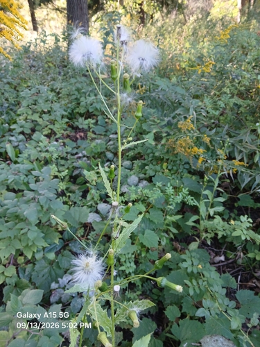 American burnweed