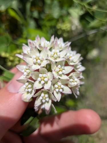 Funastrum cynanchoides, photograph 1