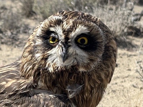 Short-eared Owl