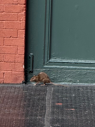 Rat photographed near here on 2026-09-06