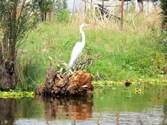 Ardea alba