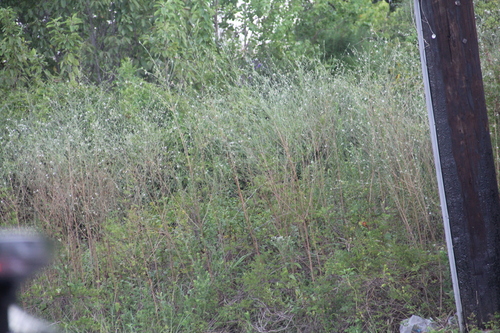 Oenothera filiformis, photograph 5