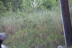 Oenothera filiformis, photograph (c) Texas Bird Family, some rights reserved (CC BY)