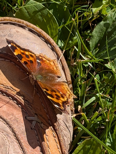 Compton Tortoiseshell