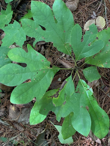 sassafras