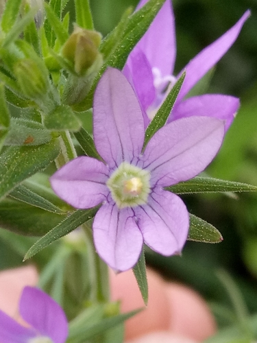 Image of Legousia falcata by (c) Karim Haddad, some rights reserved (CC BY)