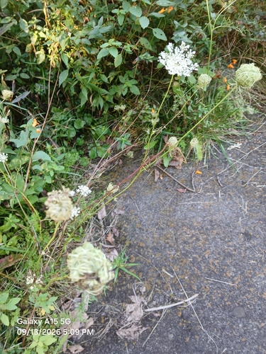 wild carrot