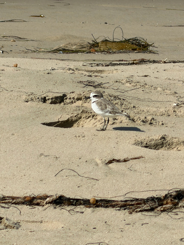 iNaturalist observation photo of Snowy Plover
