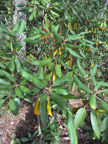 Catawba Rhododendron