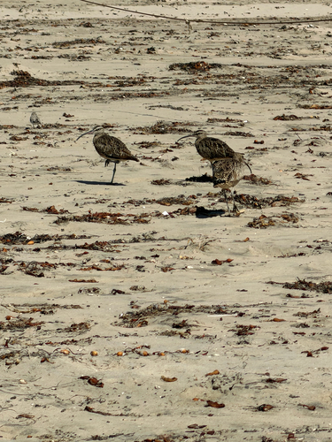 iNaturalist observation photo of Hudsonian Whimbrel