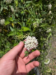 Funastrum cynanchoides, photograph author not stated, no rights reserved