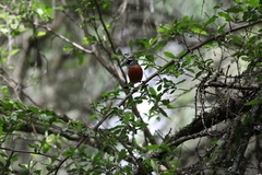 Pyrrhula erythaca