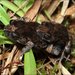 Dusky Toadlet - Photo (c) teejaybee, some rights reserved (CC BY-NC-ND)