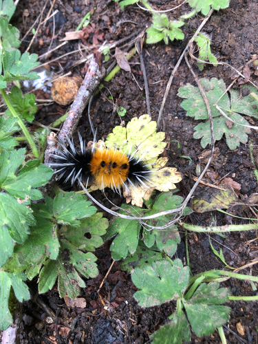 Spotted Tussock Moth