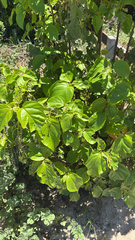 Cordia subcordata