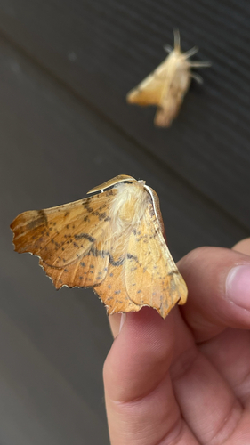 Maple Spanworm Moth