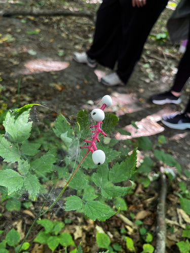 white baneberry