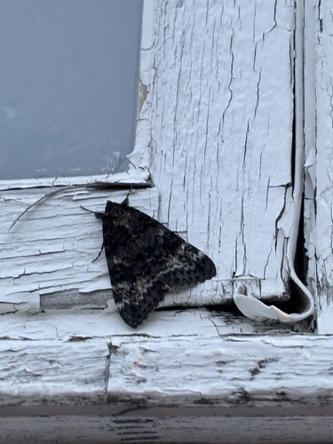 Briseis Underwing Moth