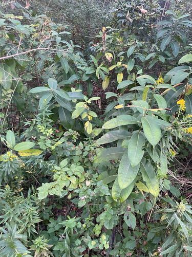 common milkweed