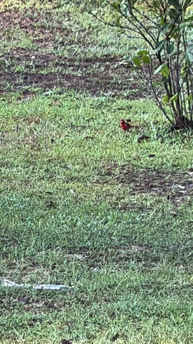 Northern Cardinal