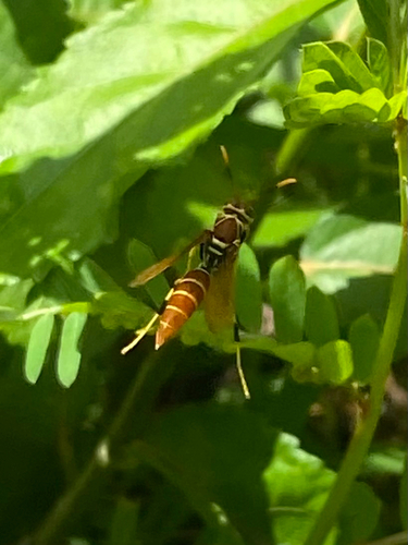 Caribbean Paper Wasp