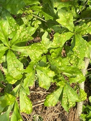 Taphrina caerulescens