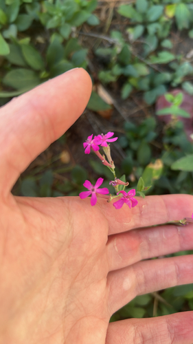 Sweet William Catchfly