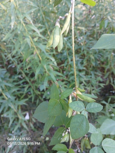 American hog-peanut