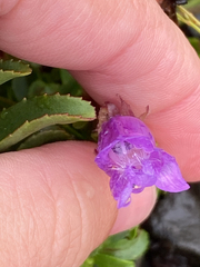 Penstemon cardwellii, photograph author not stated, no rights reserved