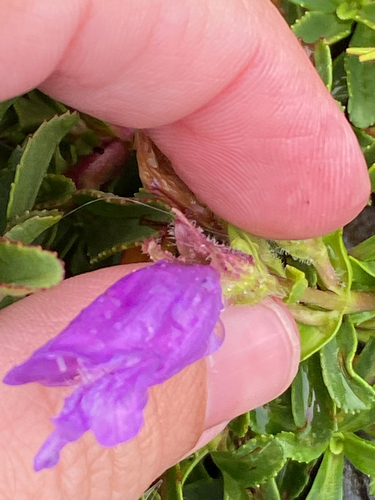 Penstemon cardwellii, photograph 3