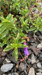 Penstemon cardwellii
