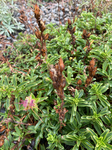 Penstemon cardwellii, photograph 6