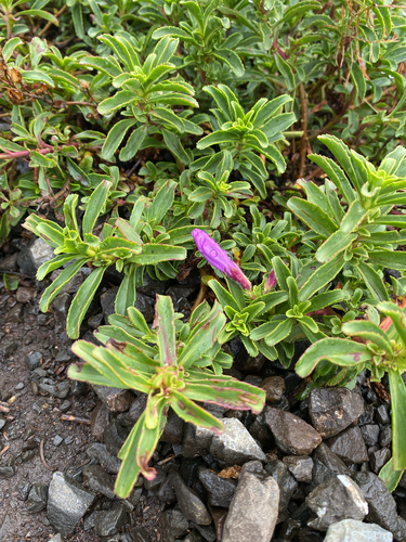 Penstemon cardwellii, photograph 4