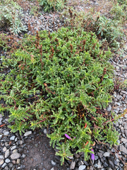 Penstemon cardwellii, photograph author not stated, no rights reserved