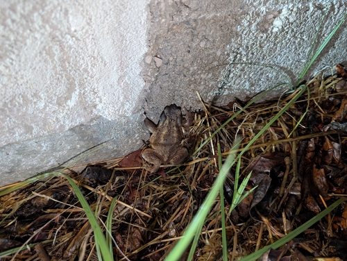 European Toad