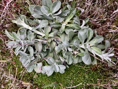 Gamochaeta malvinensis