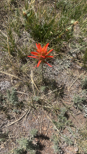 Wholeleaf Paintbrush