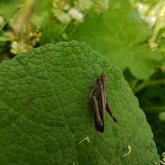 Omocestus