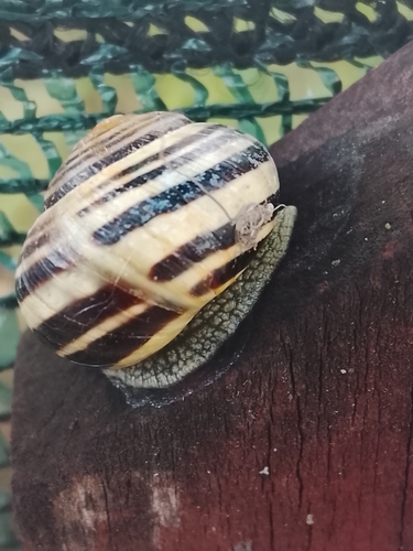 Cepaea