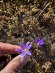 Brodiaea filifolia