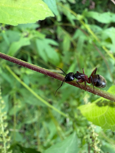 Ferruginous Carpenter Ant