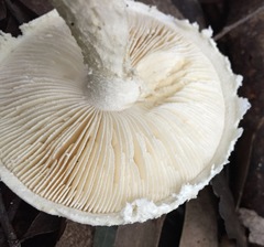 Amanita ananiceps