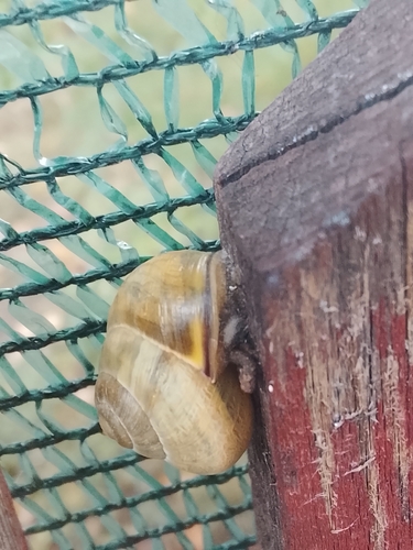 Brown-lipped Snail