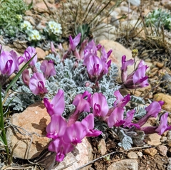 Astragalus utahensis