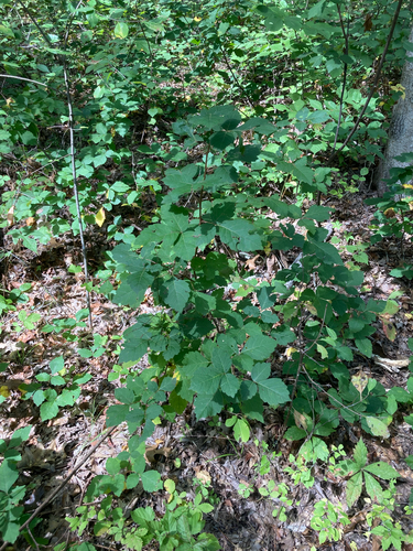 fragrant sumac