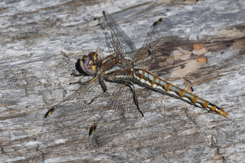 Variegated Meadowhawk