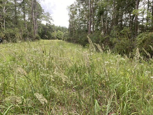 Nuttall's Reedgrass
