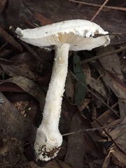 Amanita ananiceps